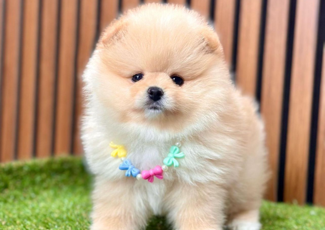 Safkan Pomeranian Boo Yavrularımız